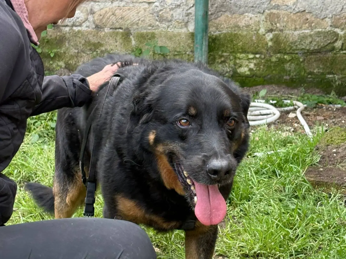Adotta il cane VEGETA a Caserta