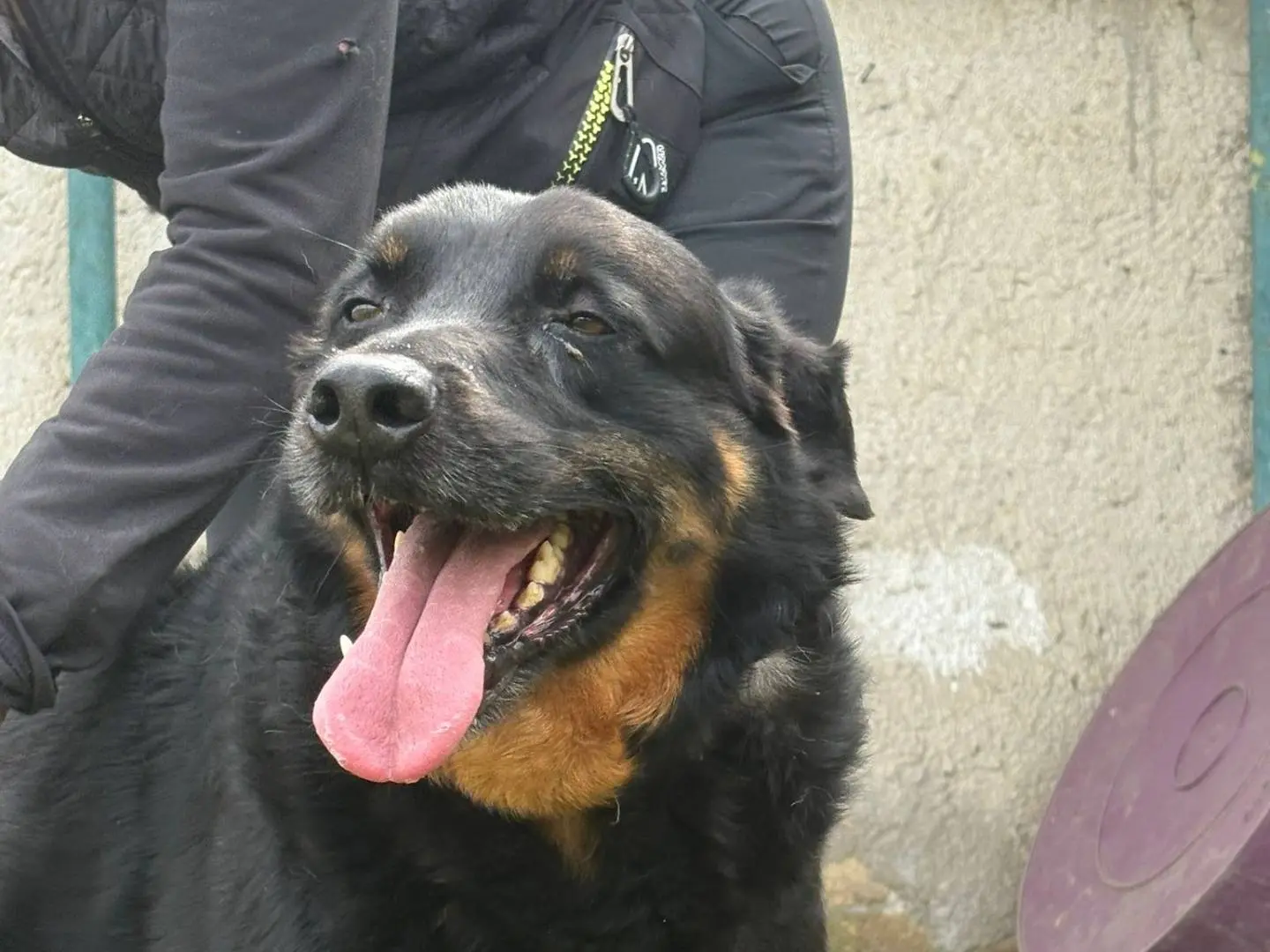 Adozione cane, maschio, Rottweiler Razza sconosciuta, 9 anni, taglia media, Caserta