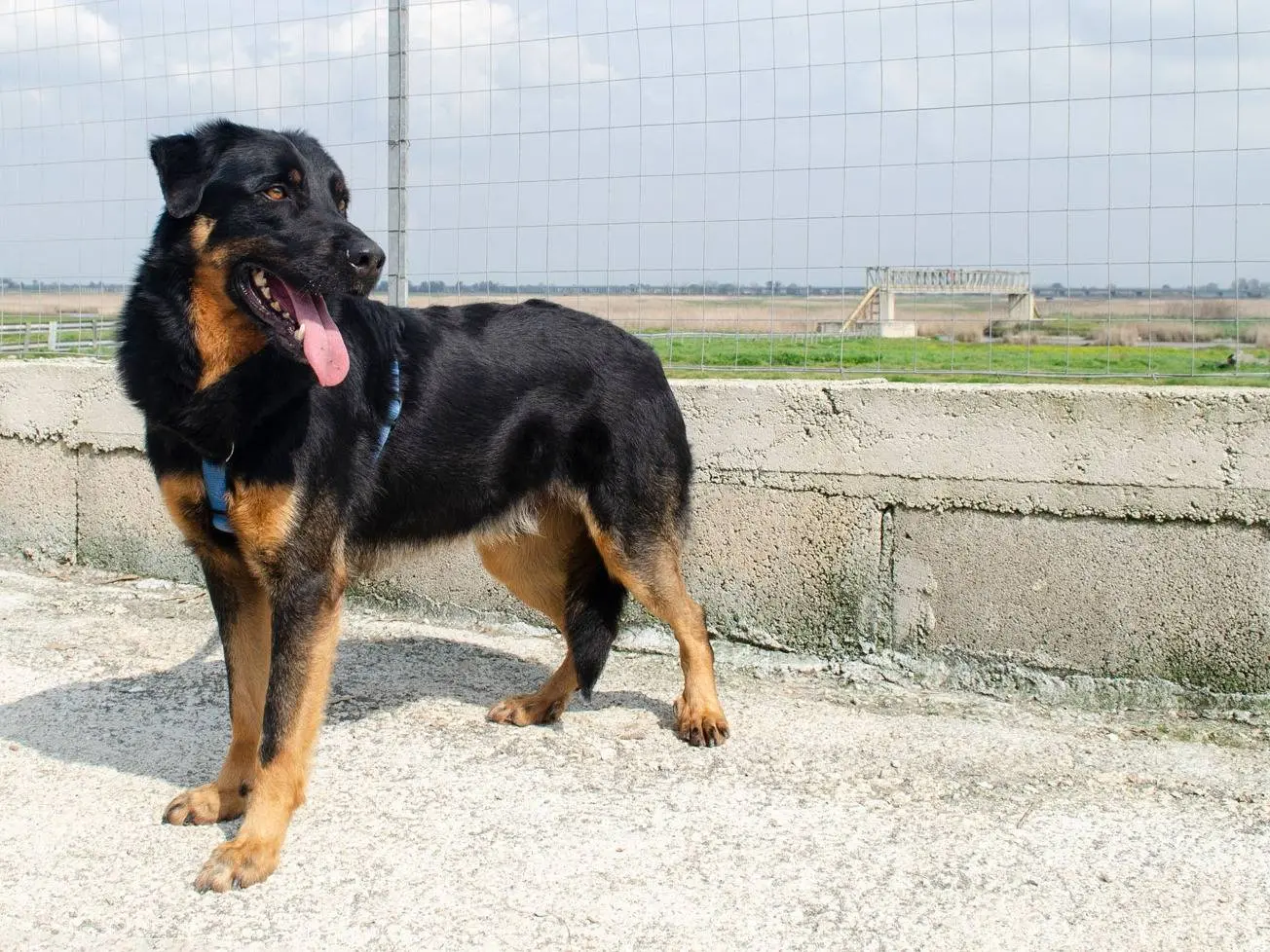 Vuoi adottare un cane a Caserta?