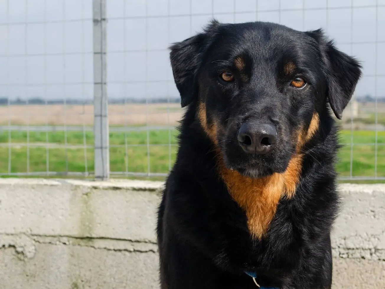 Adotta un cane, taglia media, maschio, Caserta