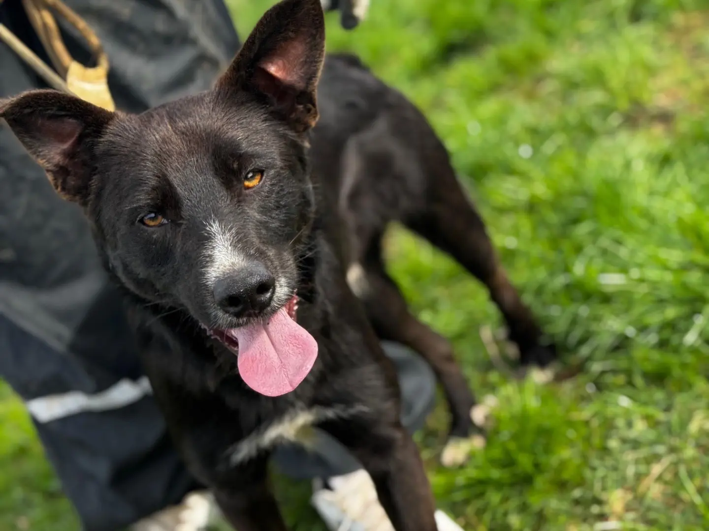 Adotta un cane, taglia media contenuta, maschio, Frosinone