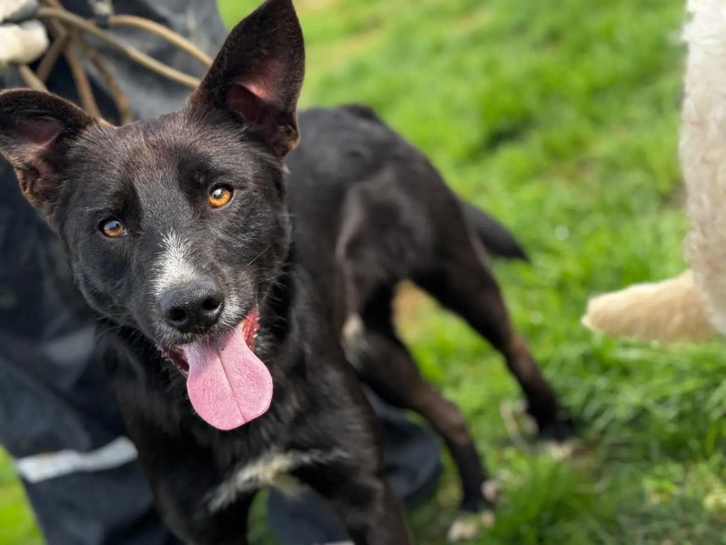 Adotta un cane, maschio, 6 mesi, Frosinone