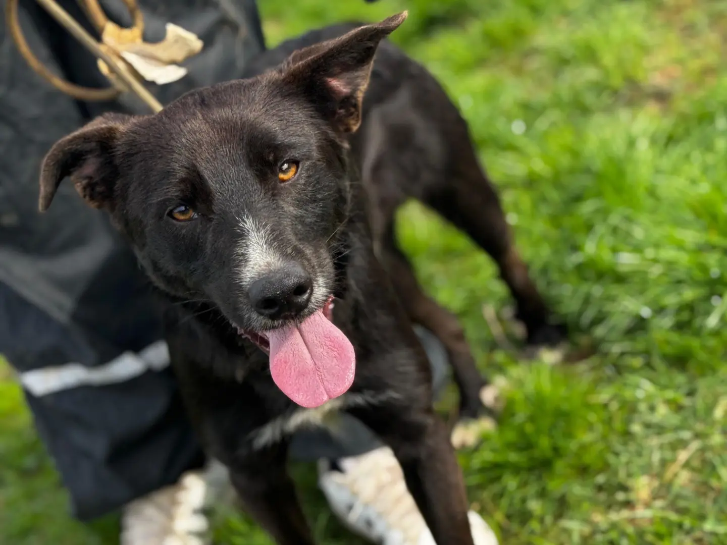 Adozione cane, maschio, Razza sconosciuta Razza sconosciuta, 6 mesi, taglia media contenuta, Frosinone