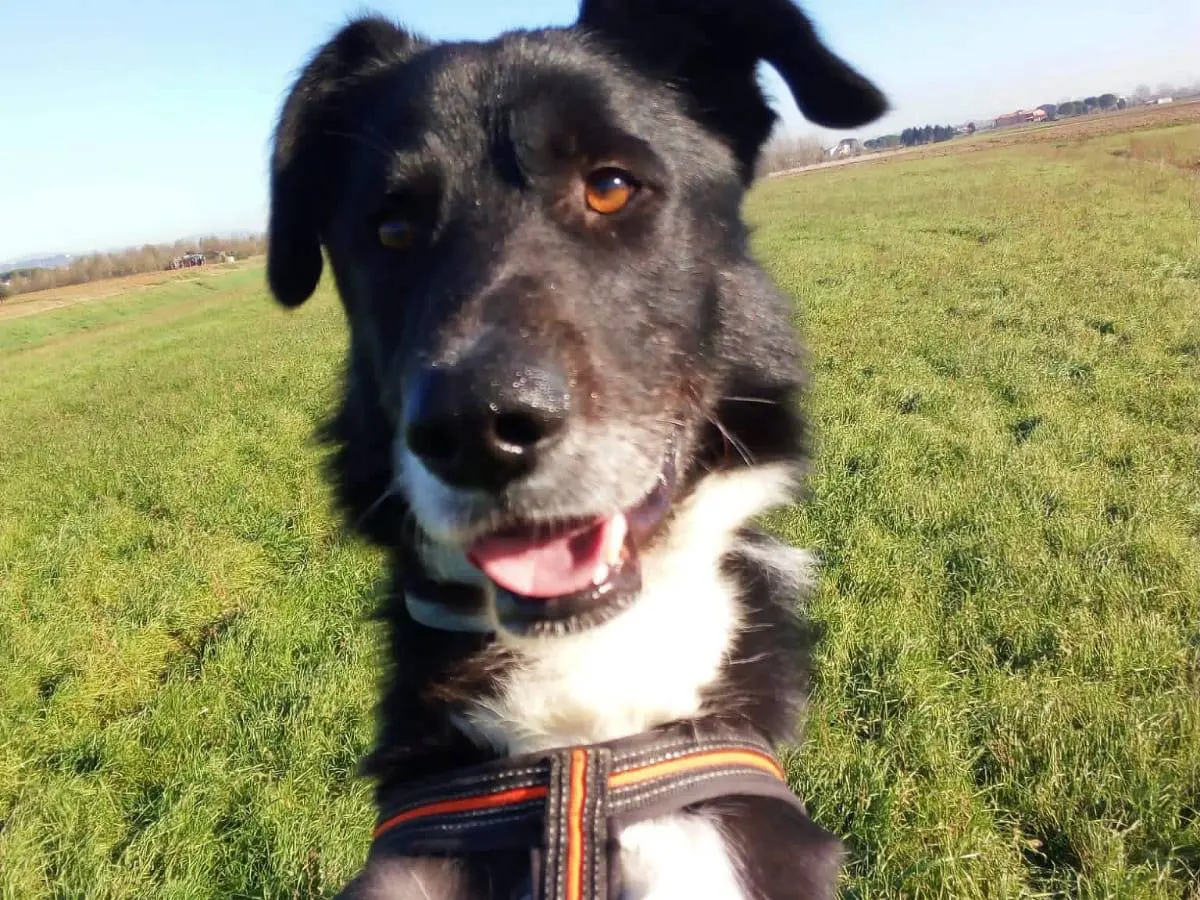 Vuoi adottare un cane a Pisa?