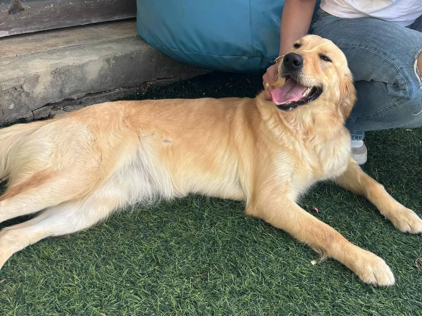 Vuoi adottare un cane a Milano?