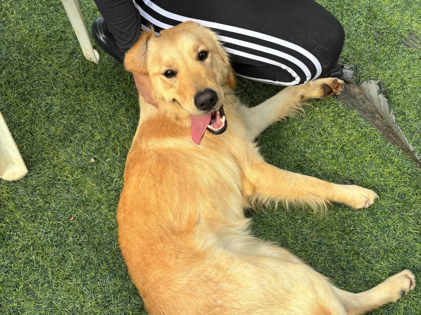 Adozione cane, femmina, Golden Retriever Razza sconosciuta, 1 anno e 10 mesi, taglia media, Milano