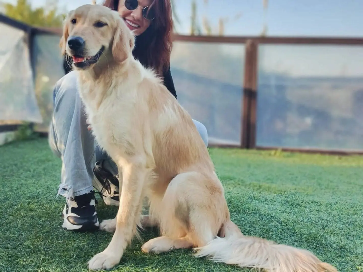 Adotta un cane, taglia media, femmina, Milano