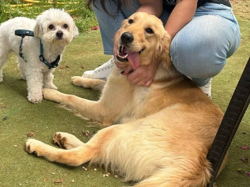 Adotta un cane, femmina, 1 anno e 10 mesi, Milano