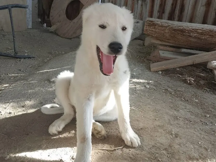 Foto 1 dell'animale