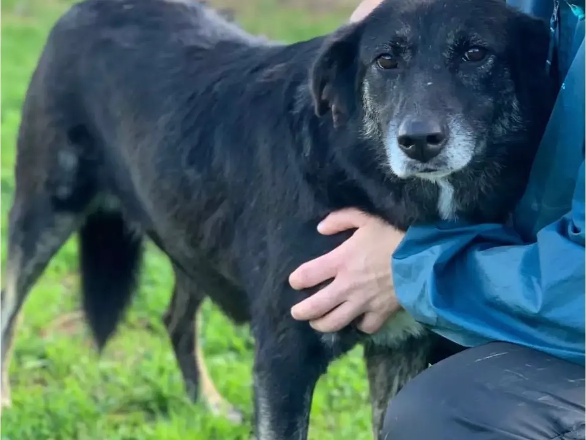Adotta un cane, femmina, 10 anni e 5 mesi, Frosinone