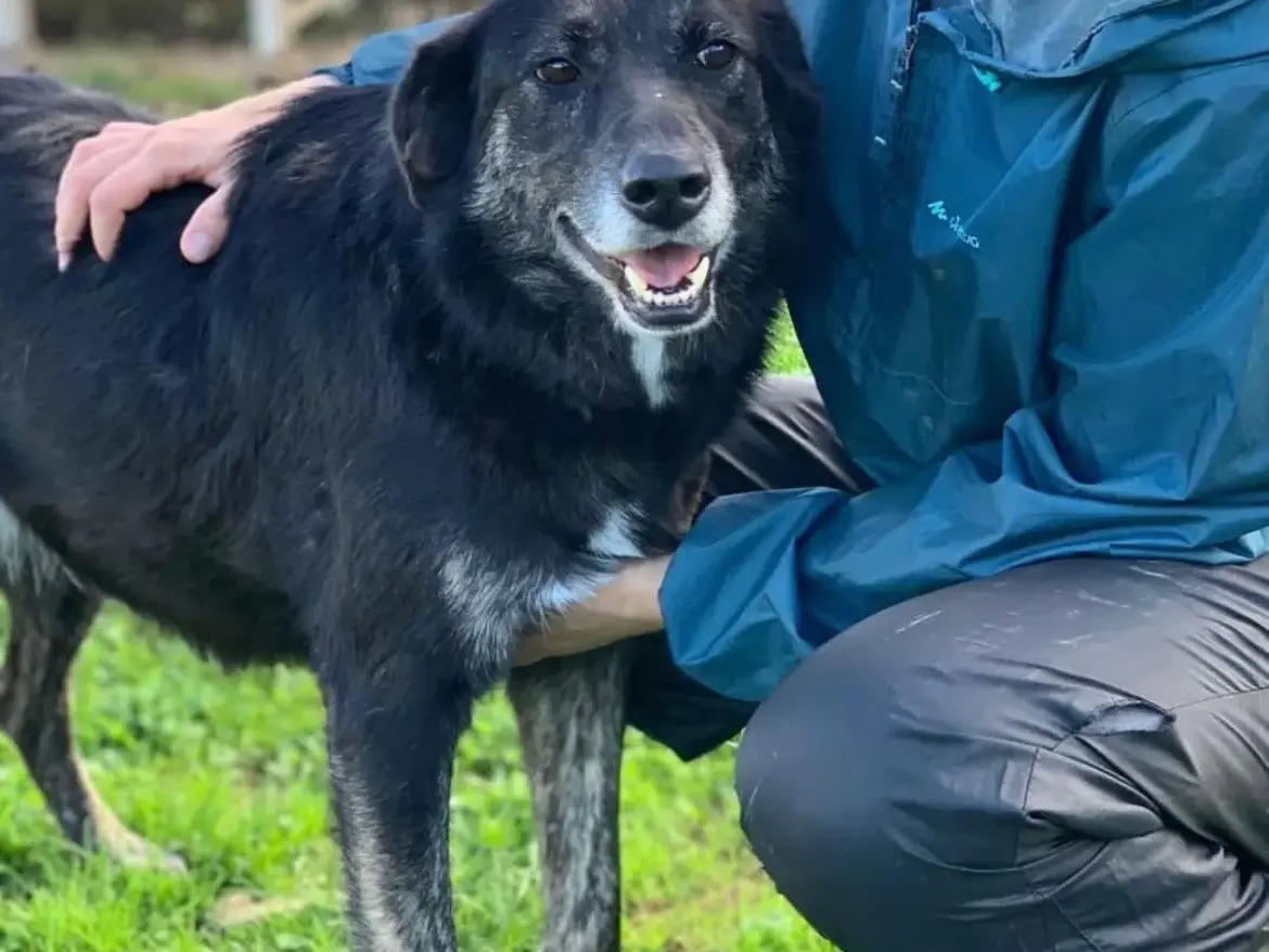 Adozione cane, femmina, meticcio, 10 anni e 5 mesi, taglia grande, Frosinone