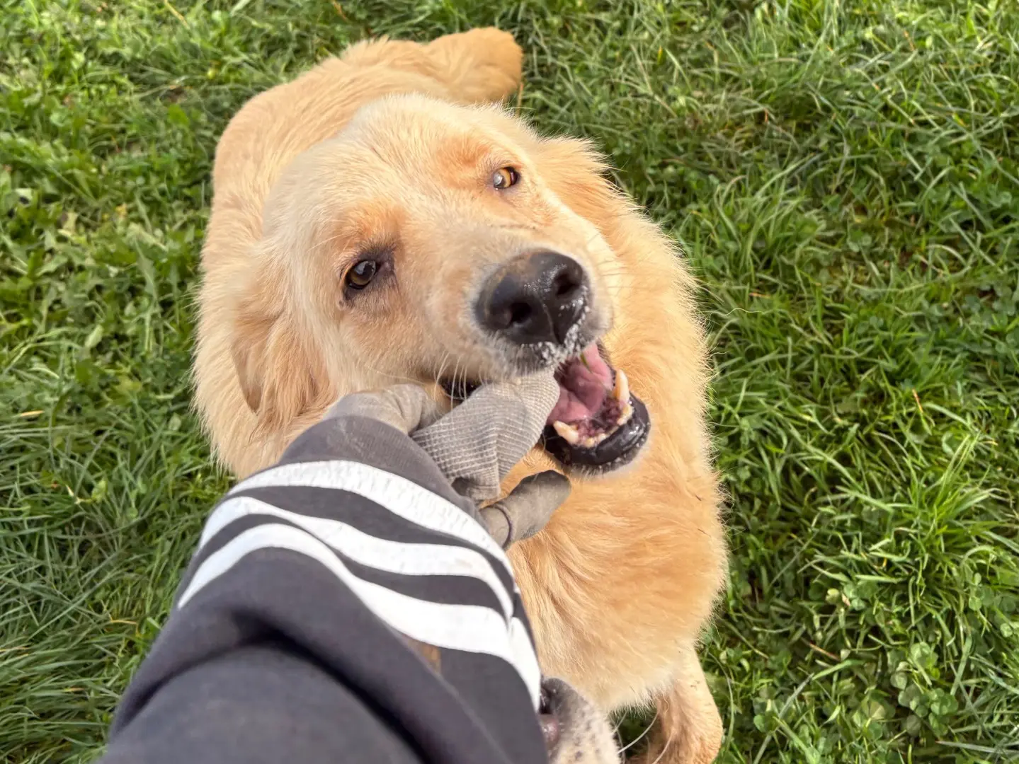 Vuoi adottare un cane a Frosinone?