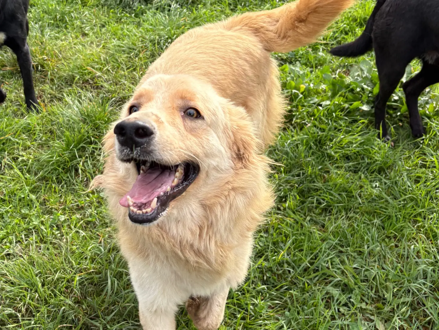 Adozione cane, maschio, Golden Retriever Razza sconosciuta, 3 anni e 5 mesi, taglia media, Frosinone
