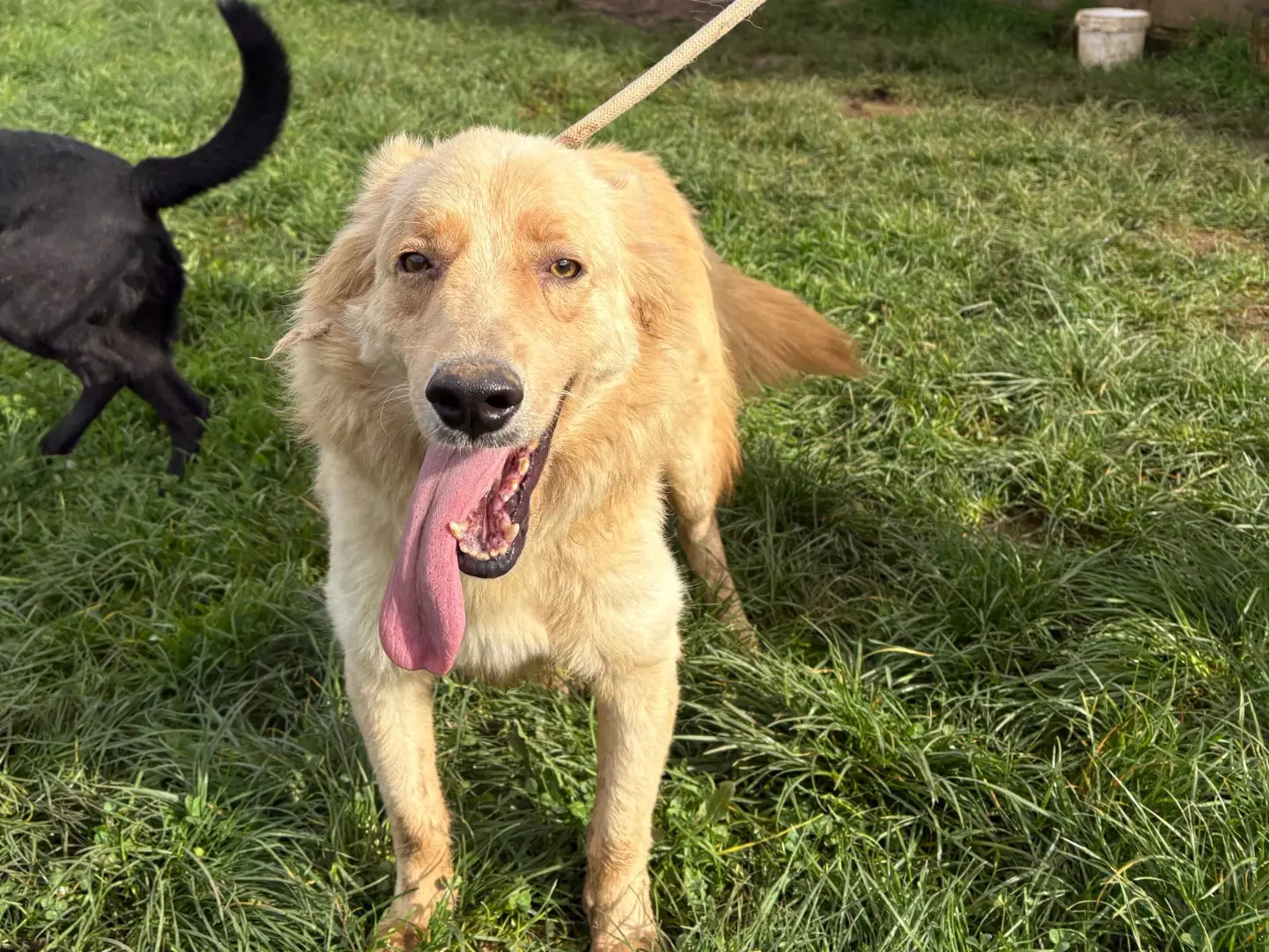 Adotta un cane, maschio, 3 anni e 5 mesi, Frosinone