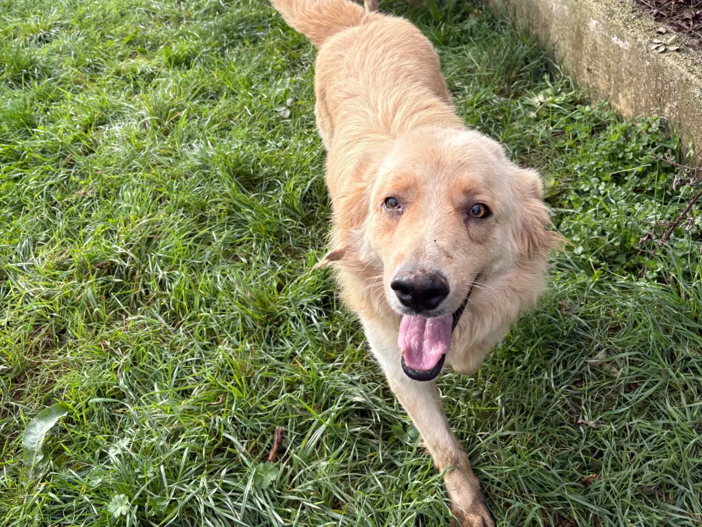 Adotta un cane, taglia media, maschio, Frosinone