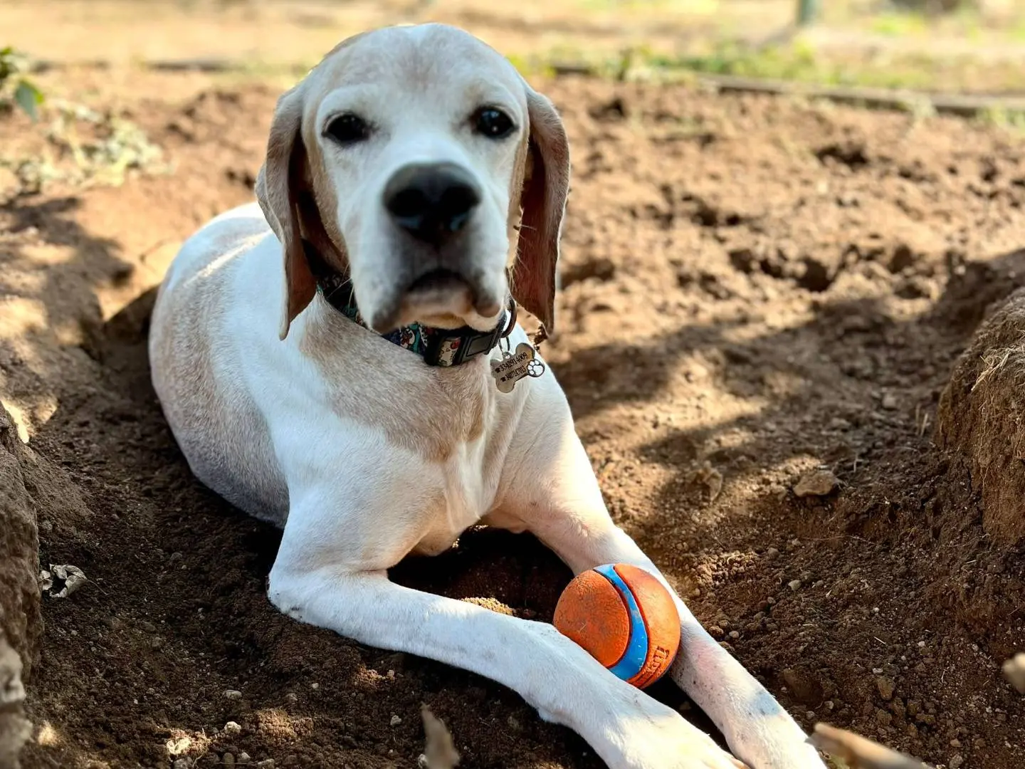 Adozione cane, maschio, Pointer Razza sconosciuta, 12 anni e 4 mesi, taglia media, Viterbo