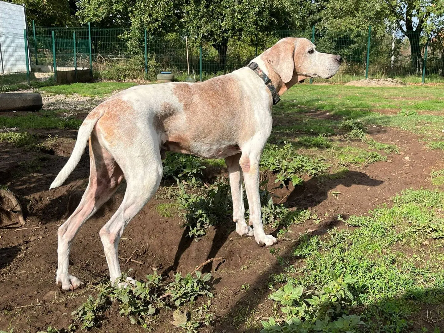 Vuoi adottare un cane a Viterbo?