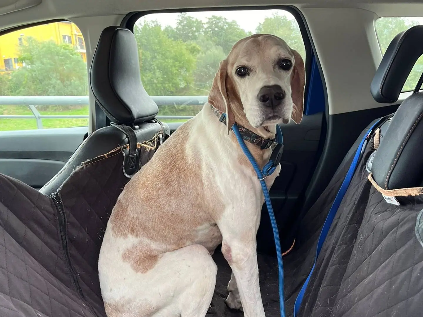 Adotta un cane, taglia media, maschio, Viterbo