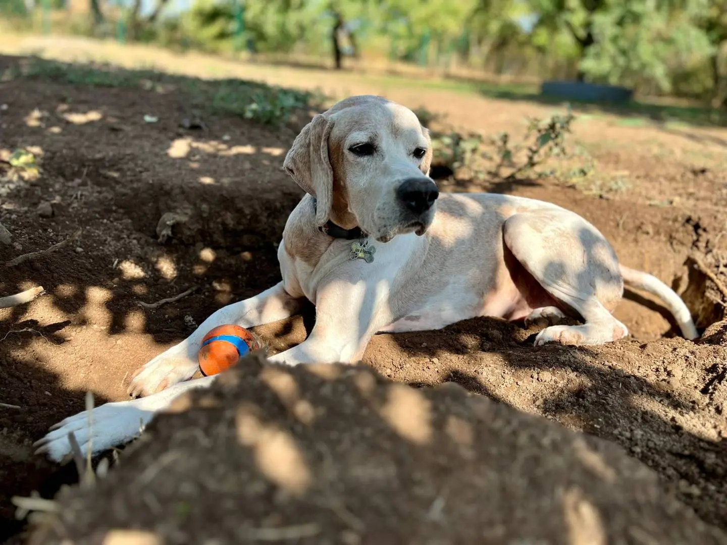 Adotta un cane, maschio, 12 anni e 4 mesi, Viterbo