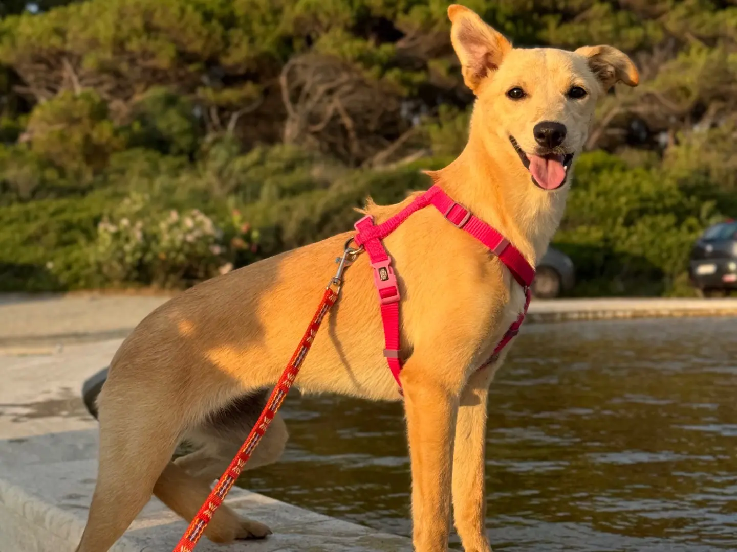Adozione cane, femmina, Razza sconosciuta Razza sconosciuta, 9 mesi, taglia piccola, Catanzaro
