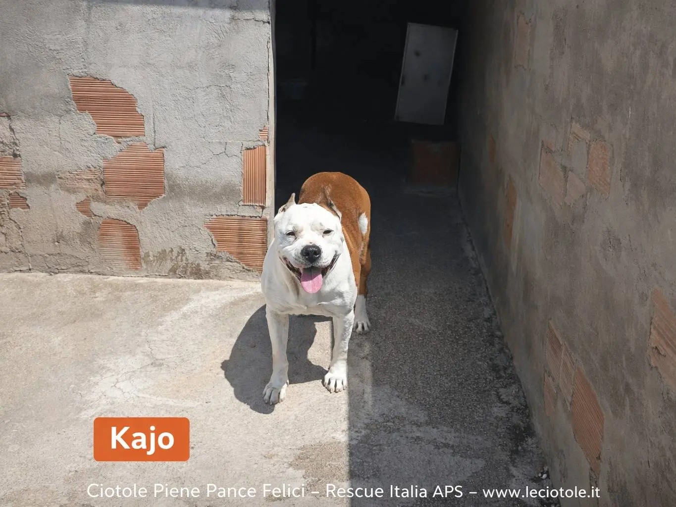 Adozione cane, maschio, Amstaff Razza sconosciuta, 2 settimane, taglia grande, Avellino