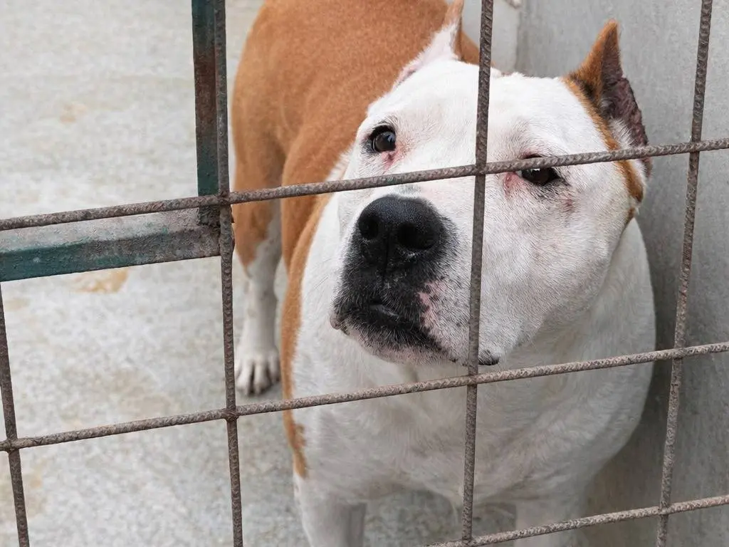 Adotta un cane, taglia grande, maschio, Avellino