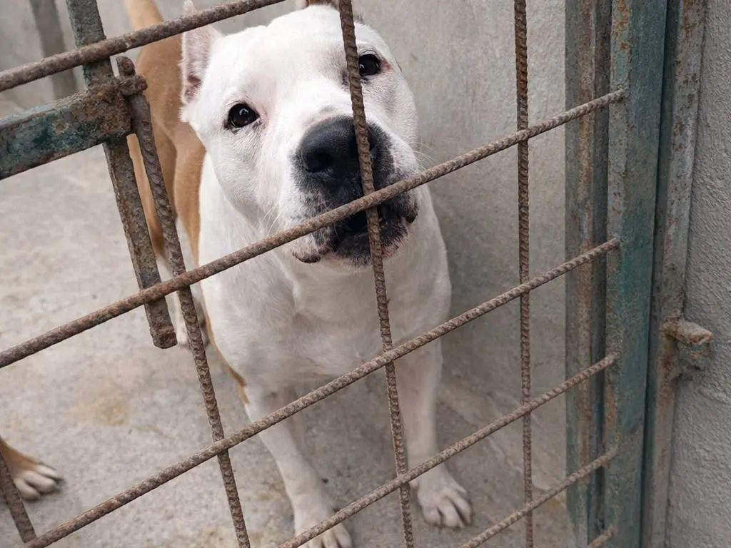 Adotta un cane, maschio, 2 settimane, Avellino