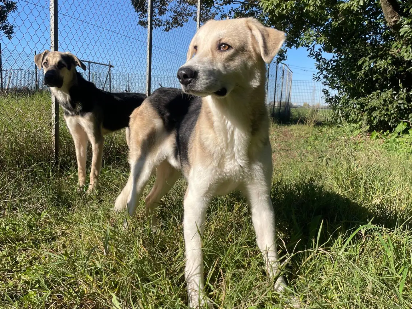 Adozione cane, maschio, Razza sconosciuta Pastore tedesco, 2 anni e 7 mesi, taglia media, Latina