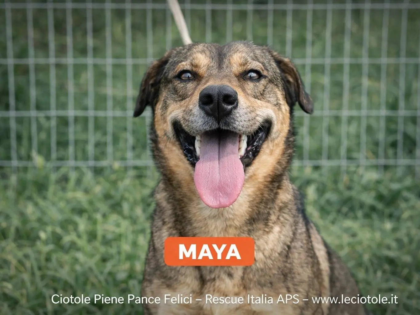 Adotta un cane, femmina, 2 anni e 8 mesi, Savona