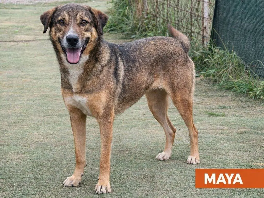 Adozione cane, femmina, Razza sconosciuta Razza sconosciuta, 2 anni e 8 mesi, taglia media, Savona