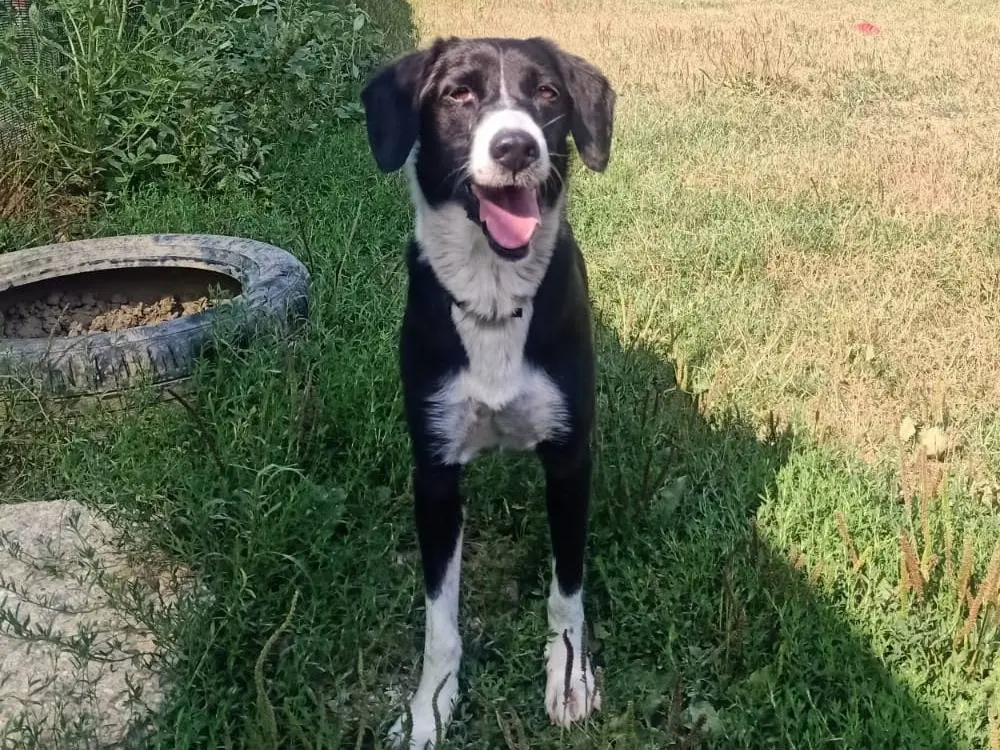 Adotta un cane, taglia media contenuta, femmina, Pisa