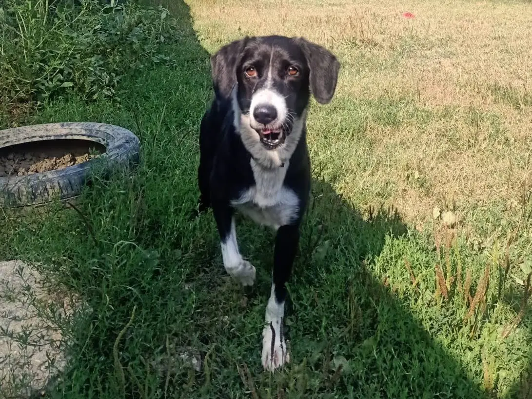 Adozione cane, femmina, Razza sconosciuta Razza sconosciuta, 2 anni e 1 mese, taglia media contenuta, Pisa