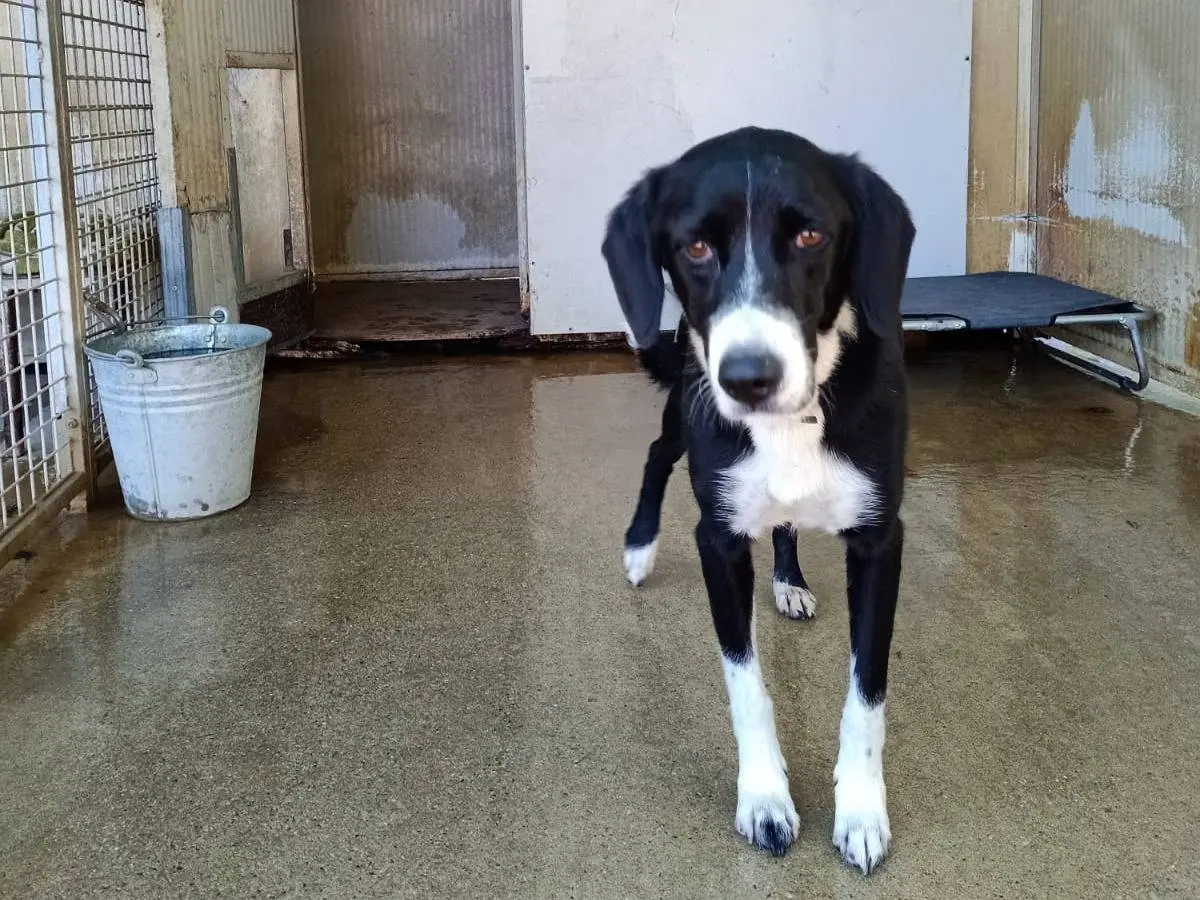 Adotta un cane, femmina, 2 anni e 1 mese, Pisa