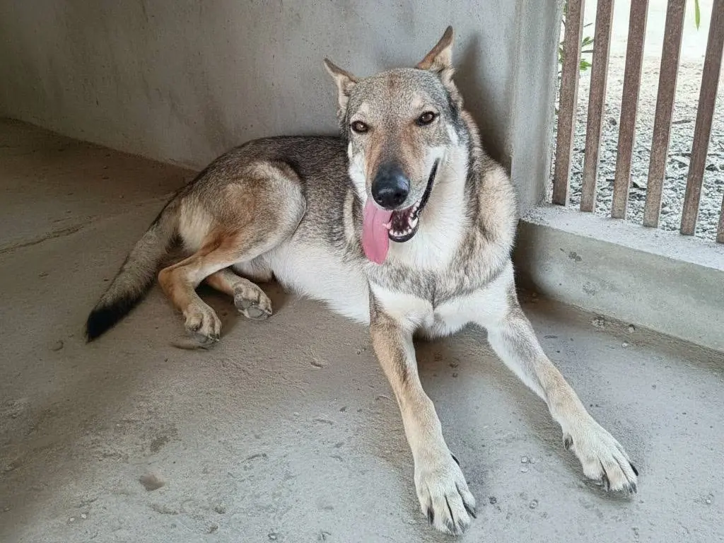 Adozione cane, maschio, Cane lupo Cecoslovacco Razza sconosciuta, 3 anni e 4 mesi, taglia gigante, Crotone