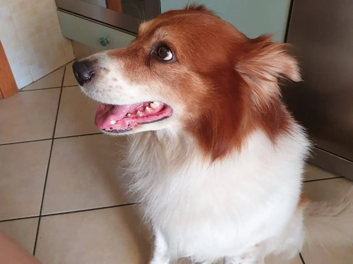 Adozione cane, maschio, Razza sconosciuta Razza sconosciuta, 10 anni e 6 mesi, taglia media, Arezzo