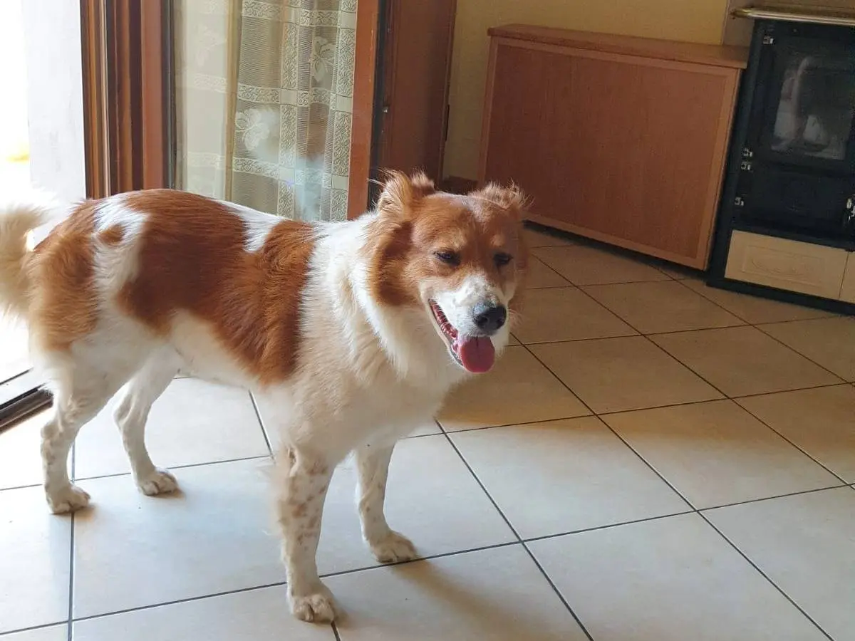 Adotta un cane, maschio, 10 anni e 6 mesi, Arezzo