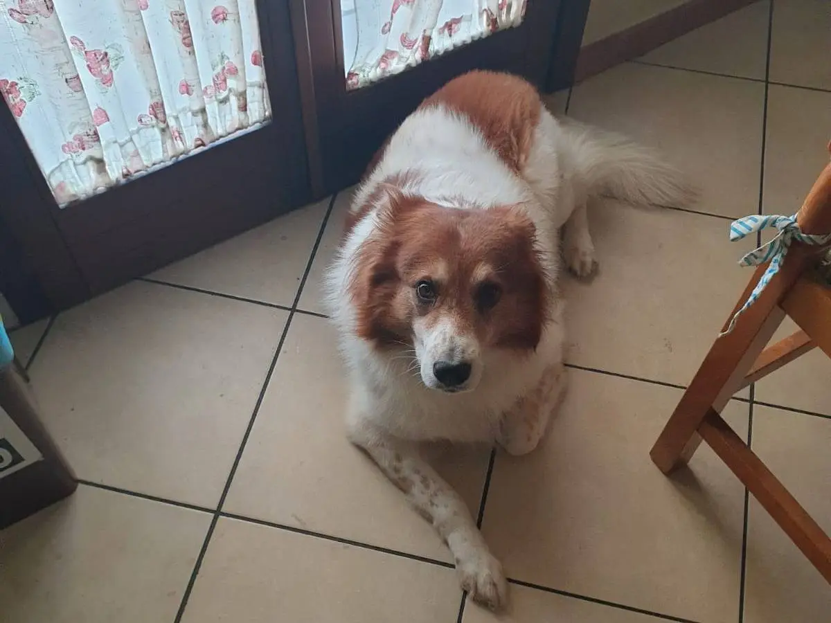 Adotta un cane, taglia media, maschio, Arezzo