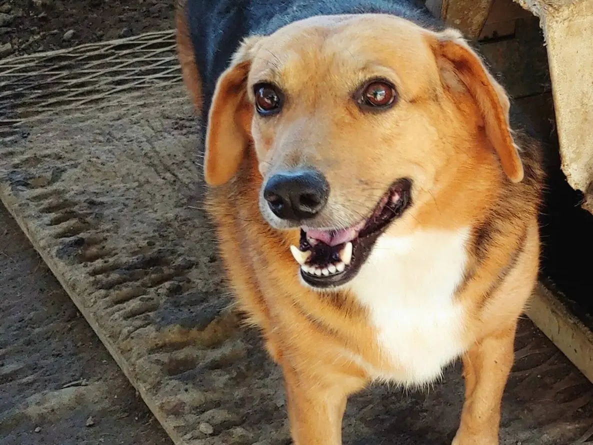 Adotta il cane Dana a Messina