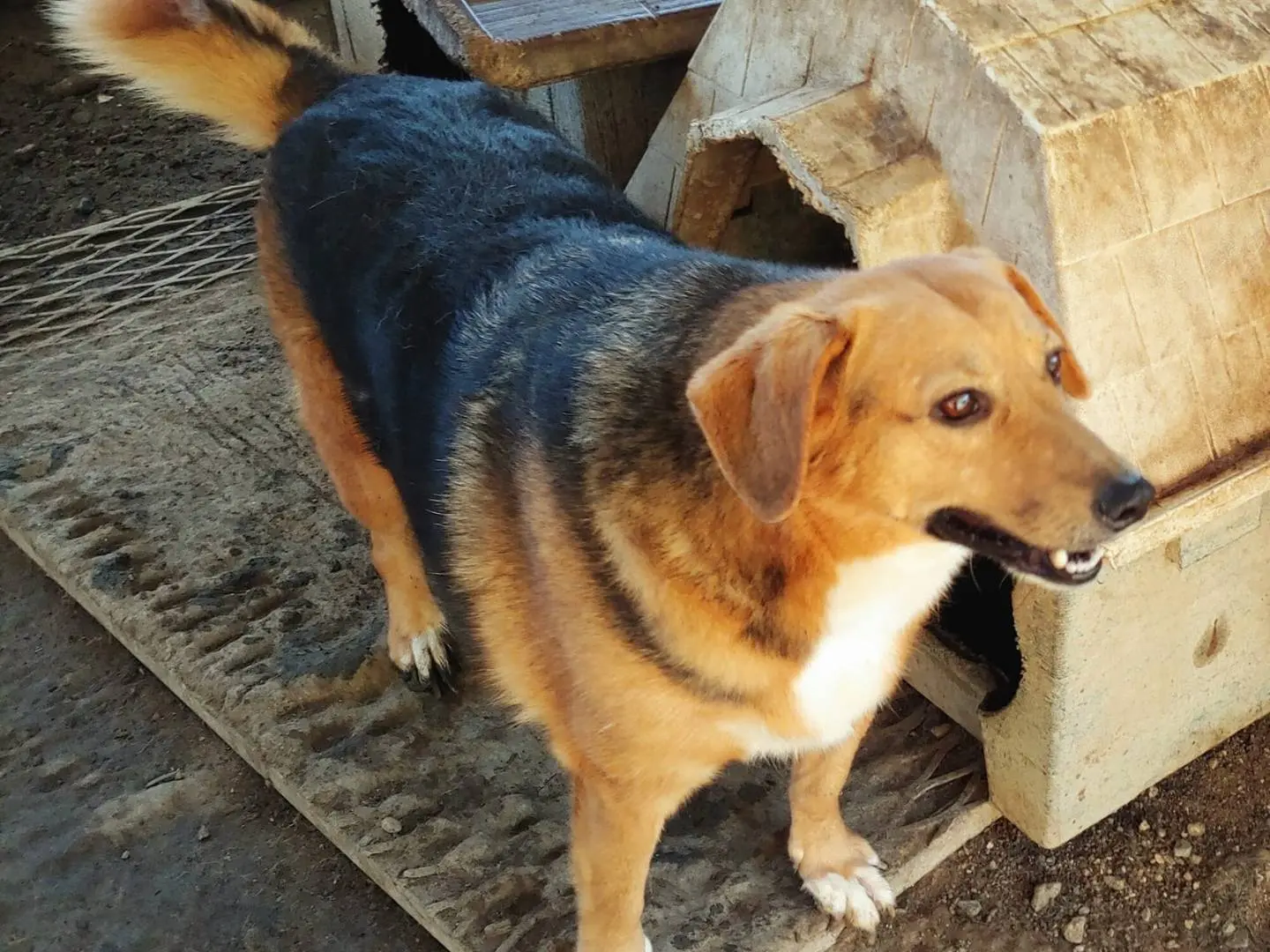 Vuoi adottare un cane a Messina?