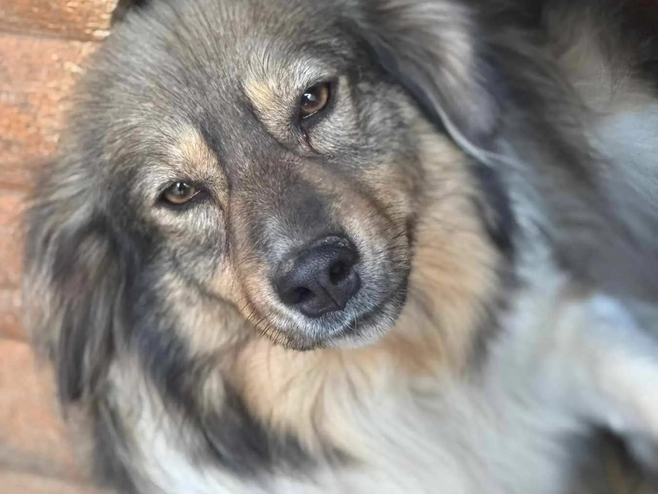 Adotta il cane PERSIA a Firenze