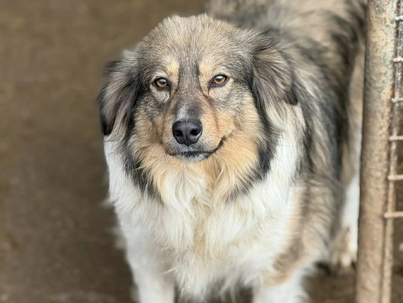 Adozione cane, femmina, Razza sconosciuta Razza sconosciuta, 4 anni e 8 mesi, taglia media, Firenze
