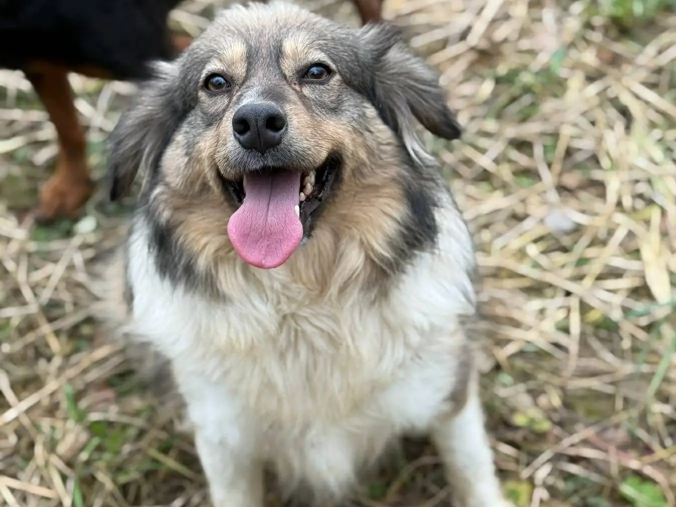 Adotta un cane, femmina, 4 anni e 8 mesi, Firenze