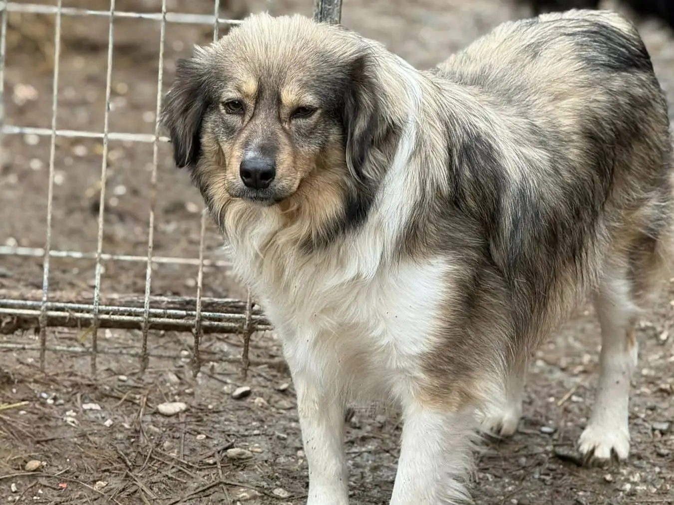 Adotta un cane, taglia media, femmina, Firenze