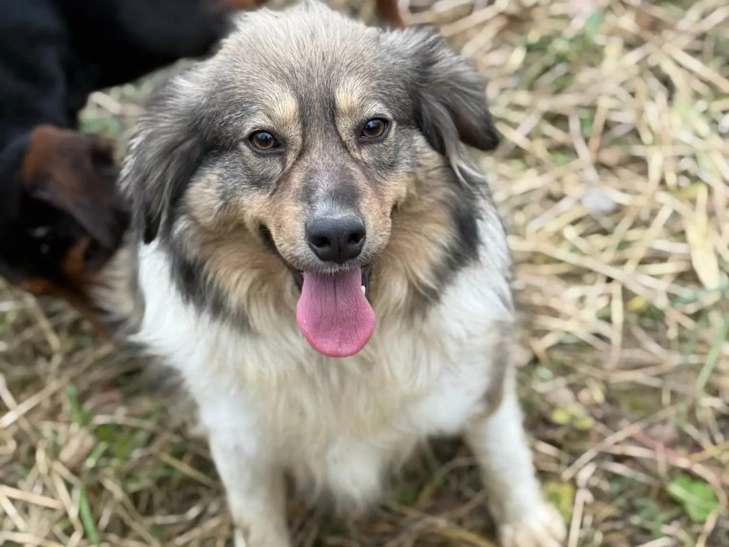 Vuoi adottare un cane a Firenze?