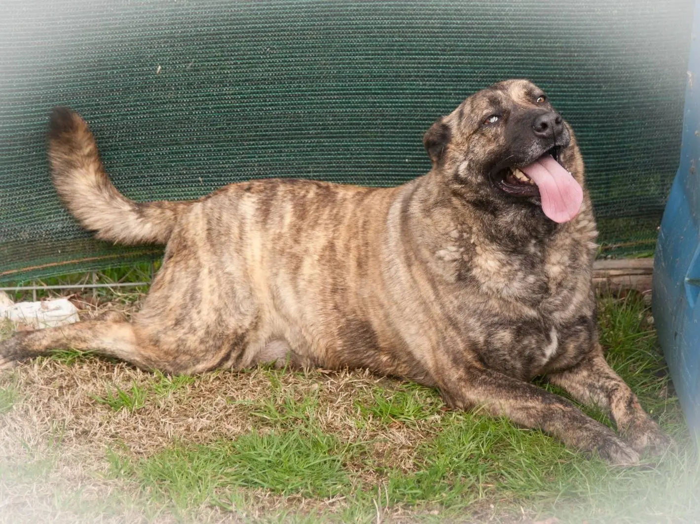 Adotta il cane POLDO a Frosinone