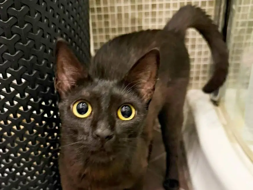 Adozione gatto, femmina, Razza sconosciuta Razza sconosciuta, 1 anno, taglia non valida, Cremona
