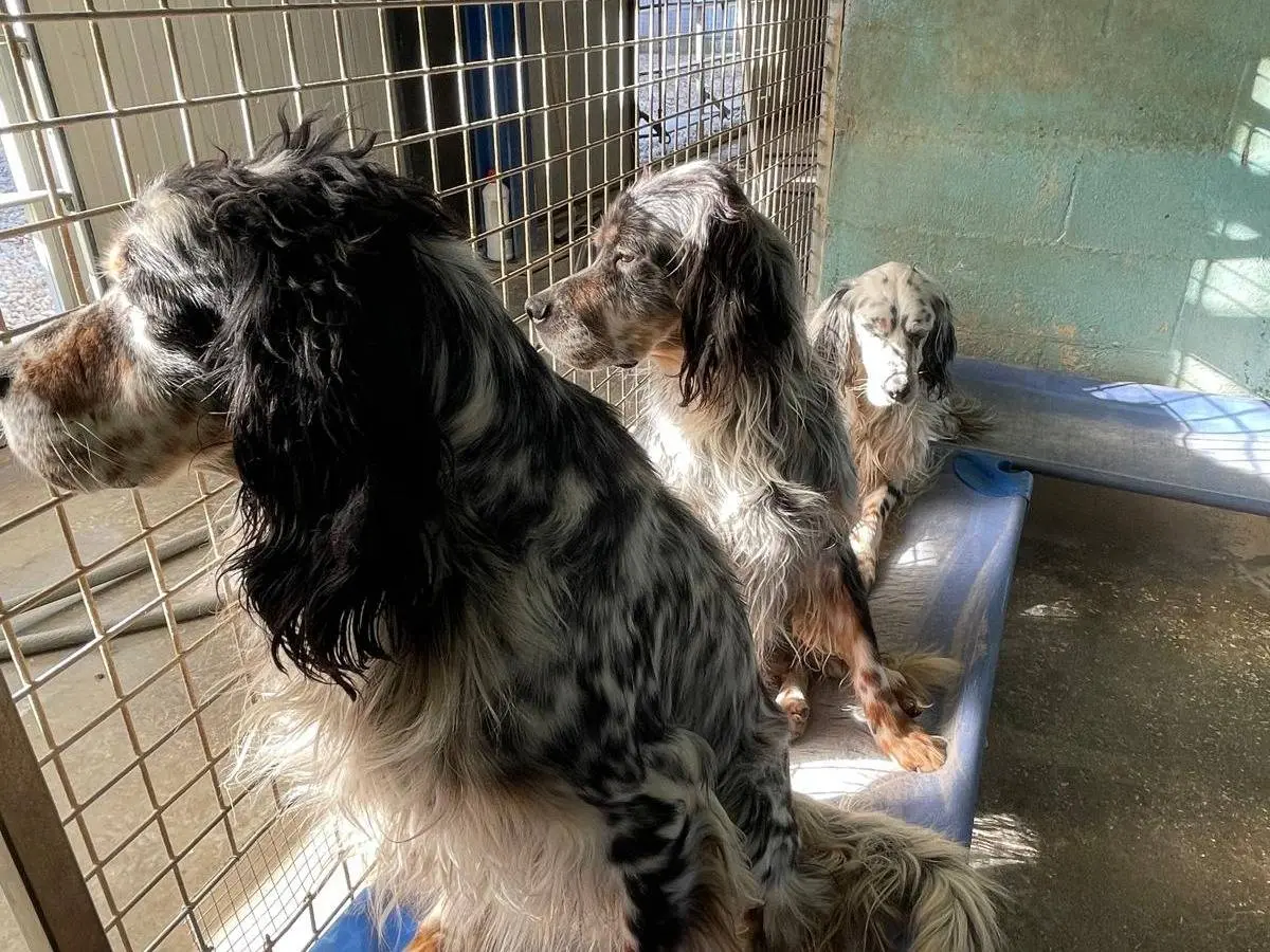 Adotta un cane, maschio, 8 anni e 1 mese, Brescia