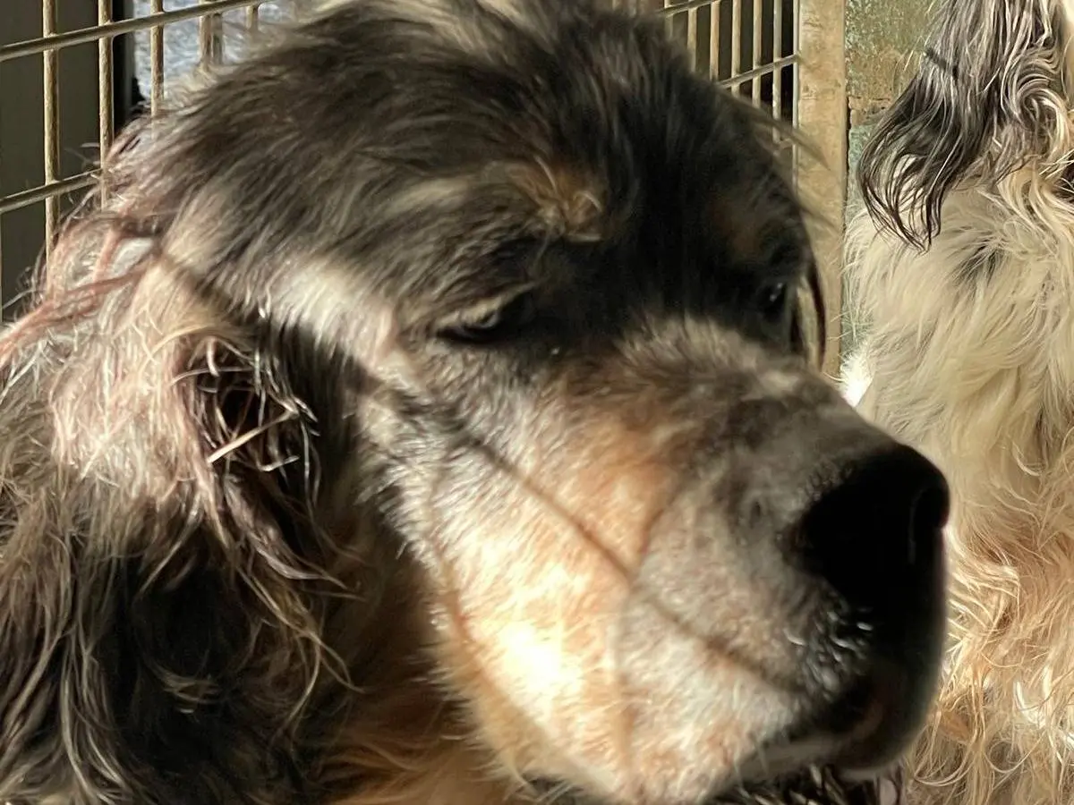 Adozione cane, maschio, Setter Inglese Razza sconosciuta, 8 anni e 1 mese, taglia media, Brescia