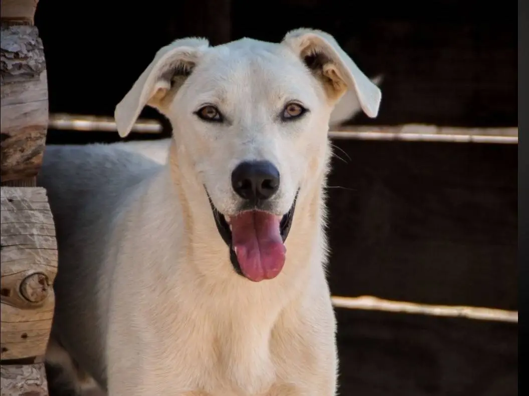 Adozione cane, maschio, Razza sconosciuta Razza sconosciuta, 4 anni e 3 mesi, taglia media, Crotone