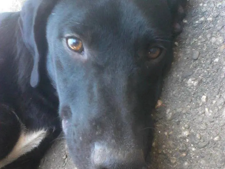 Adotta un cane, maschio, 14 anni e 8 mesi, Messina